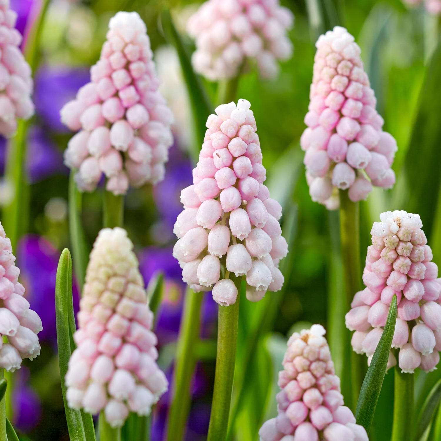 Muscari 'Pink Sunrise'